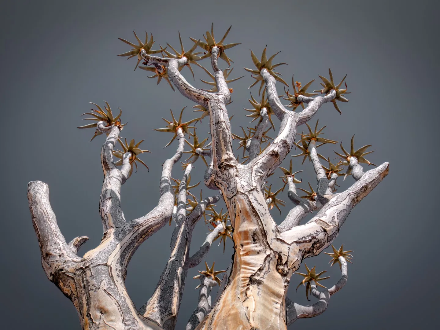 Etosha to Damaraland